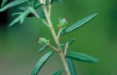 APII jpeg image of Bertya polystigma  © contact APII