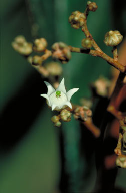 APII jpeg image of Argophyllum sp. Koolmoon Creek (B.Gray 1040)  © contact APII