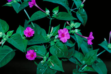 APII jpeg image of Mirabilis jalapa  © contact APII