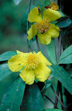 APII jpeg image of Hibbertia scandens  © contact APII