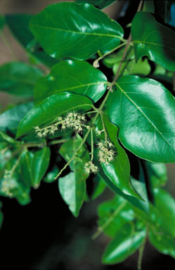 APII jpeg image of Combretum trifoliatum  © contact APII