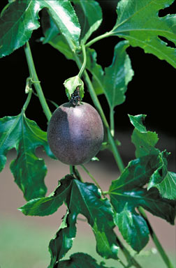 APII jpeg image of Passiflora edulis  © contact APII