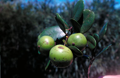 APII jpeg image of Garcinia brassii  © contact APII