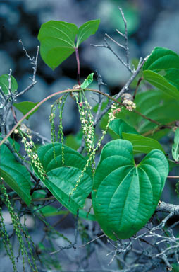 APII jpeg image of Dioscorea bulbifera var. bulbifera  © contact APII