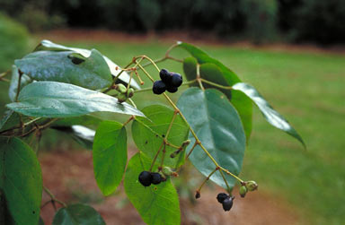 APII jpeg image of Cephalaralia cephalobotrys  © contact APII