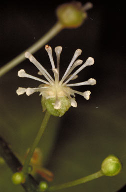 APII jpeg image of Codiaeum variegatum var. moluccanum  © contact APII