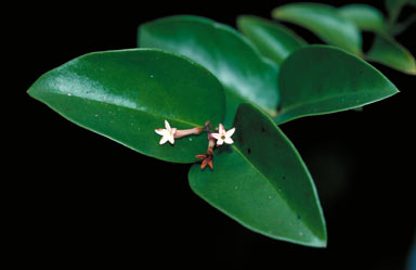 APII jpeg image of Carissa laxiflora  © contact APII