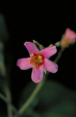 APII jpeg image of Melochia umbellata  © contact APII