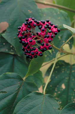 APII jpeg image of Clerodendrum tracyanum  © contact APII