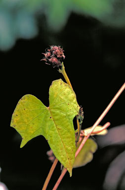 APII jpeg image of Ipomoea triloba  © contact APII