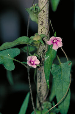 APII jpeg image of Ipomoea eriocarpa  © contact APII