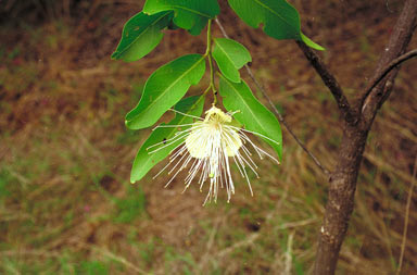 APII jpeg image of Capparis sp. Forty Mile Scrub (B.P.Hyland 3883RFK)  © contact APII