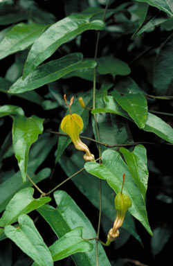 APII jpeg image of Aristolochia sparusifolia  © contact APII