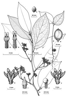 APII jpeg image of Cryptocarya onoprienkoana  © contact APII