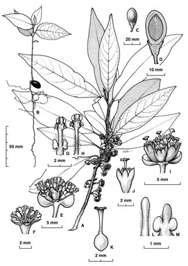 APII jpeg image of Litsea connorsii  © contact APII