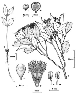 APII jpeg image of Syzygium endophloium  © contact APII