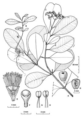 APII jpeg image of Syzygium minutuliflorum  © contact APII