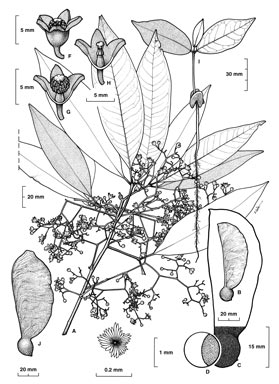 APII jpeg image of Argyrodendron sp. Boonjie (B.P.Hyland,<br/>RFK 2139)  © contact APII