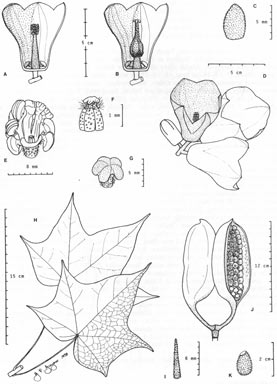 APII jpeg image of Brachychiton grandiflorus  © contact APII