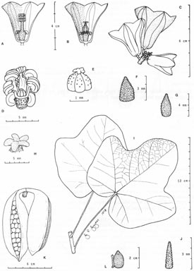 APII jpeg image of Brachychiton albidus  © contact APII