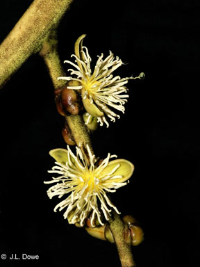 APII jpeg image of Wodyetia bifurcata  © contact APII