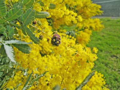 APII jpeg image of Acacia baileyana  © contact APII