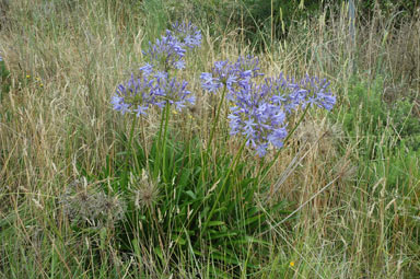 APII jpeg image of Agapanthus praecox subsp. orientalis  © contact APII