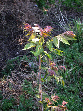 APII jpeg image of Ailanthus altissima  © contact APII