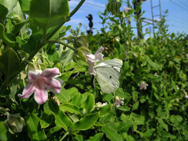 APII jpeg image of Araujia sericifera  © contact APII