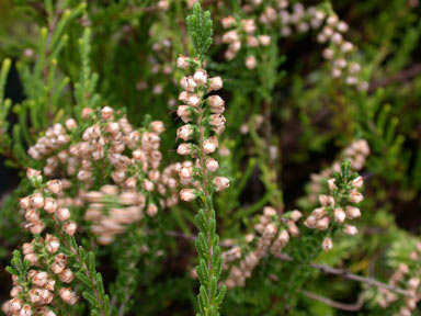 APII jpeg image of Calluna vulgaris  © contact APII