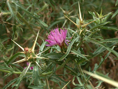 APII jpeg image of Centaurea calcitrapa  © contact APII