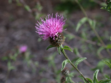 APII jpeg image of Centaurea nigra  © contact APII