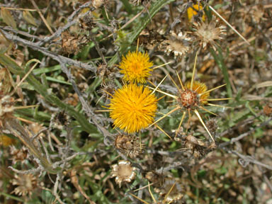 APII jpeg image of Centaurea solstitialis  © contact APII