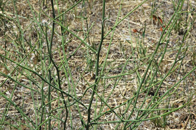 APII jpeg image of Chondrilla juncea  © contact APII