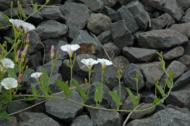 APII jpeg image of Convolvulus arvensis  © contact APII