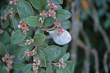 APII jpeg image of Cotoneaster franchetii  © contact APII