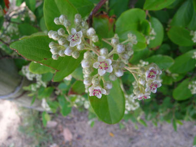 APII jpeg image of Cotoneaster glaucophyllus  © contact APII