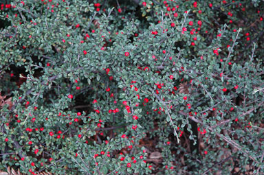 APII jpeg image of Cotoneaster pannosus 'Nana'  © contact APII