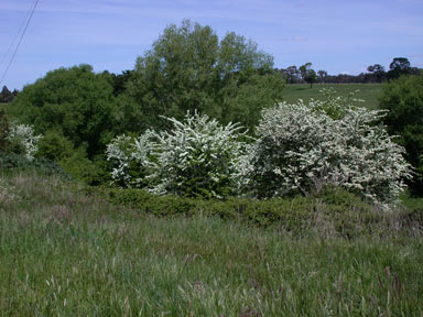 APII jpeg image of Crataegus monogyna  © contact APII