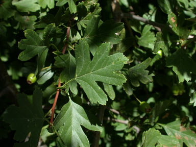 APII jpeg image of Crataegus monogyna  © contact APII