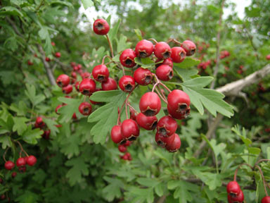 APII jpeg image of Crataegus monogyna  © contact APII