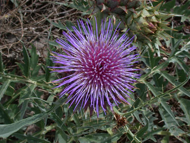 APII jpeg image of Cynara cardunculus  © contact APII