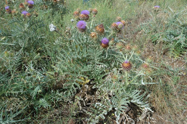 APII jpeg image of Cynara cardunculus  © contact APII