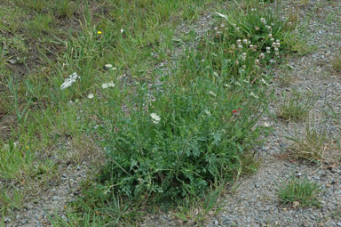 APII jpeg image of Daucus carota  © contact APII