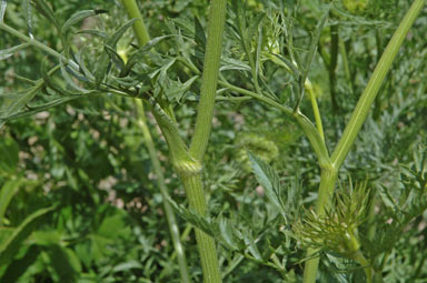 APII jpeg image of Daucus carota  © contact APII