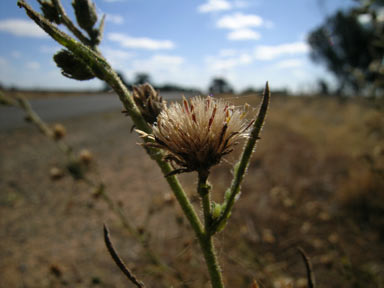 APII jpeg image of Dittrichia graveolens  © contact APII