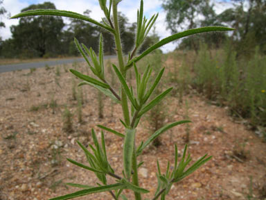 APII jpeg image of Dittrichia graveolens  © contact APII