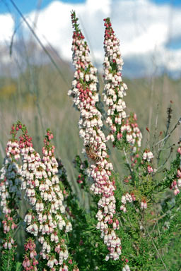 APII jpeg image of Erica lusitanica  © contact APII