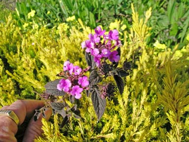 APII jpeg image of Lantana montevidensis  © contact APII