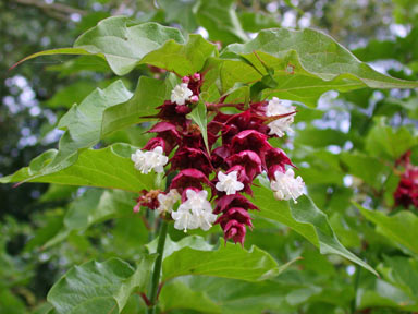 APII jpeg image of Leycesteria formosa  © contact APII